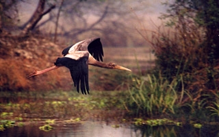 Stork